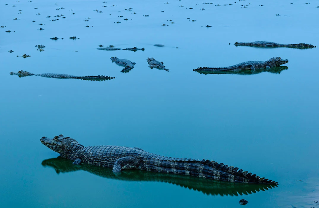 A winner in the Water category, Meeting of Alligators