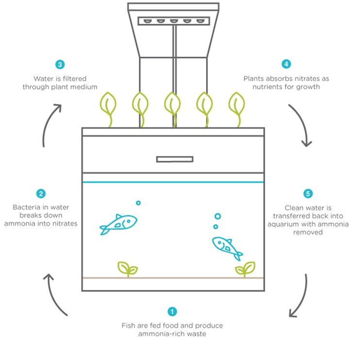 Diagram showing how the aquaponics system in the EcoQube C+ aquarium works