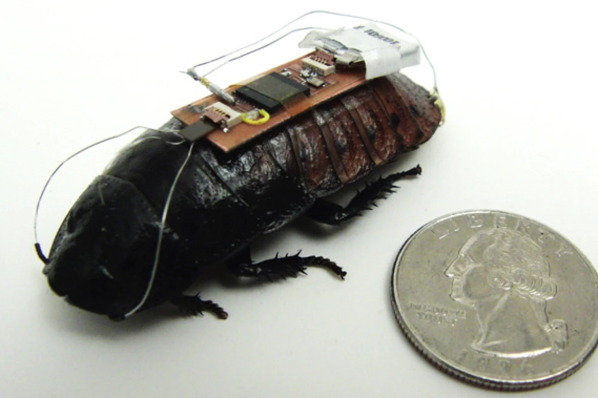 Researchers at North Carolina State University have used the Xbox Kinect to put roaches on autopilot