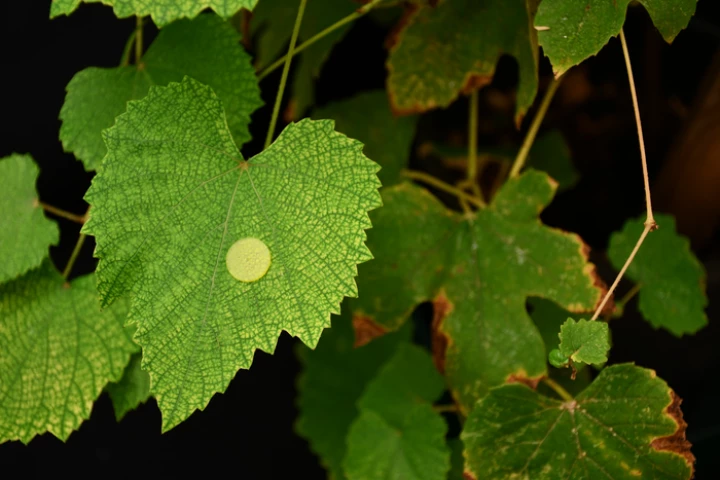 Just like original Velcro, this new eco-friendly form of the popular fastener is also inspired by nature
