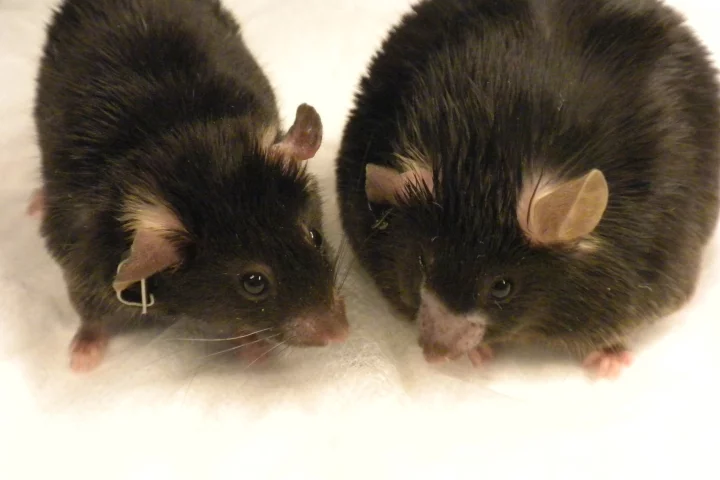 The obese mouse on the right was fed a high-fat diet. The mouse on the left was fed the same diet but is a normal weight after receiving amlexanox (Photo: Shannon Reilly)