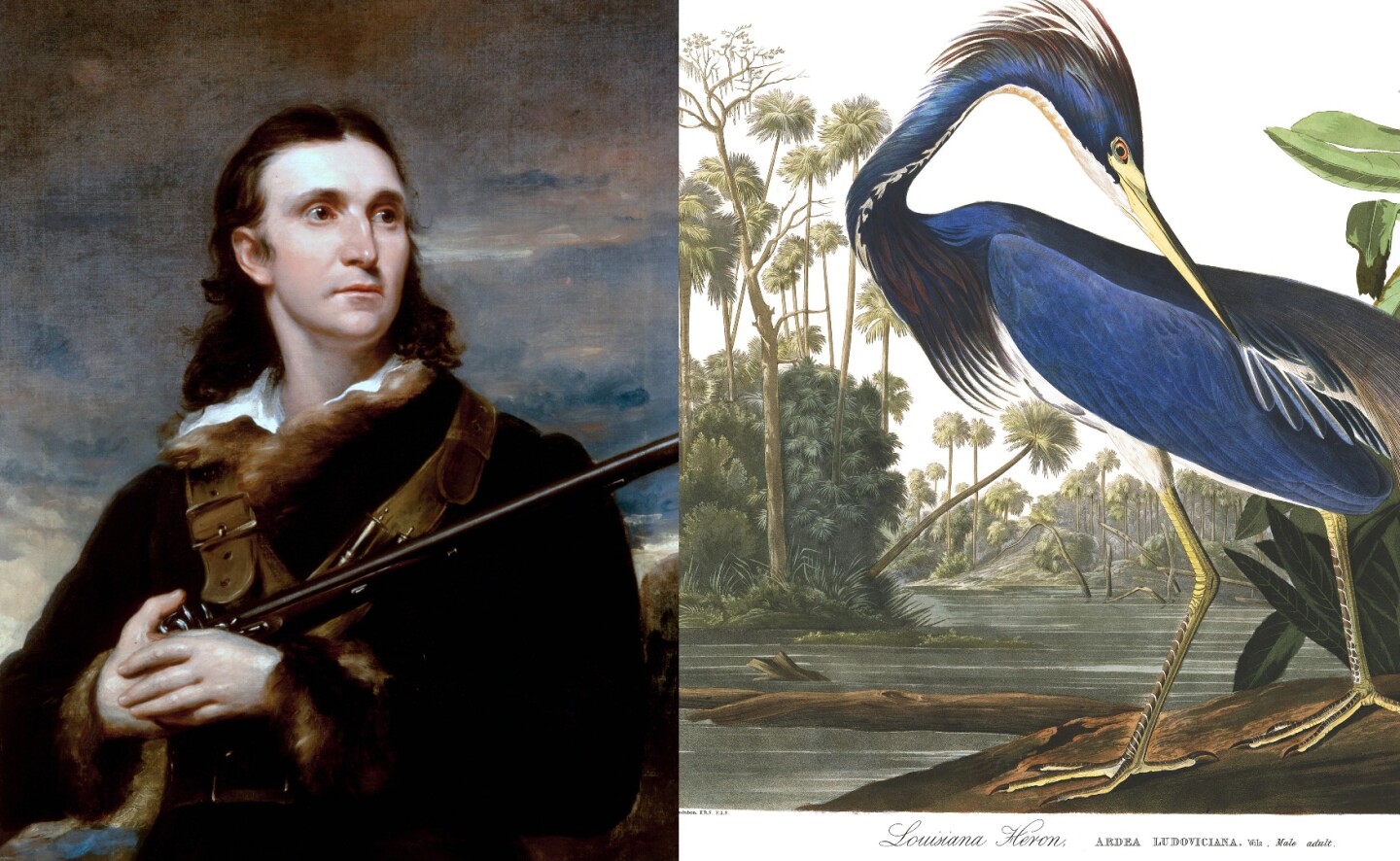 The Birds of America is a book by Franco-American ornithologist, naturalist and artist John James Audubon (1785 – 1851), first published as an irregular series between 1827 and 1838. Audubon painted, cataloged, and described the birds of North America in their natural environments in this quite unique book and his name lives on through the American National Audubon Society, a non-profit environmental organization dedicated to conservation.