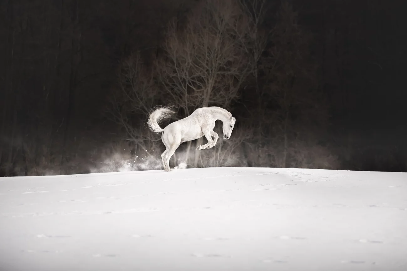 Commended - Animals. "There is always sth between Black and White". Grevesmühlen