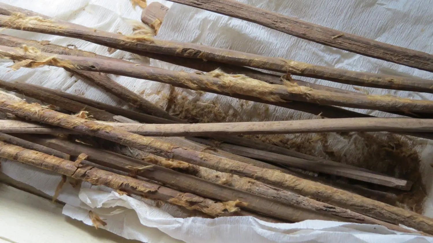 The hygiene sticks with cloth remnants that the researchers analyzed to study the spread of disease along the Silk Road