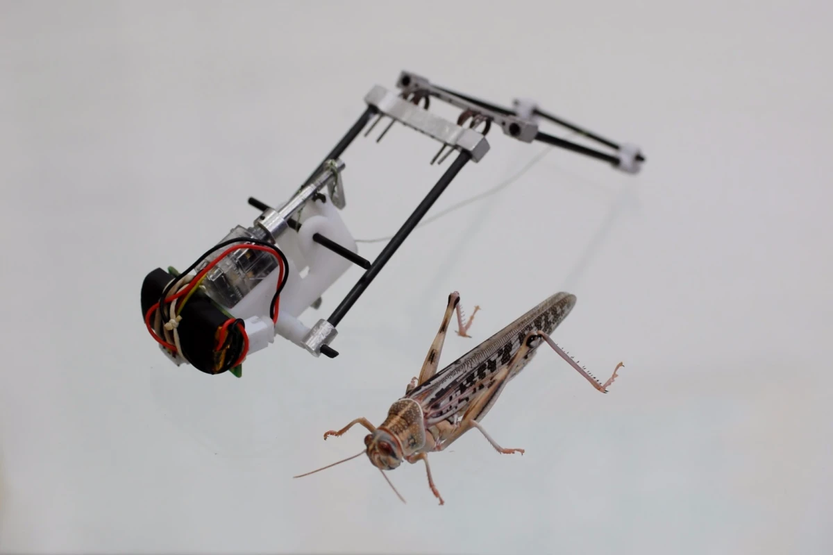 The TAUB robot, with its natural inspiration