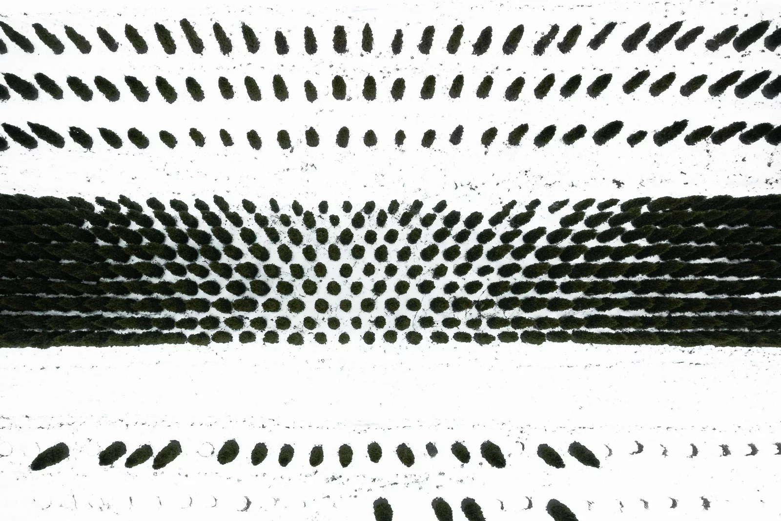 The Botanical Series: A look at reforestation tree nurseries in Germany where young trees are cultivated