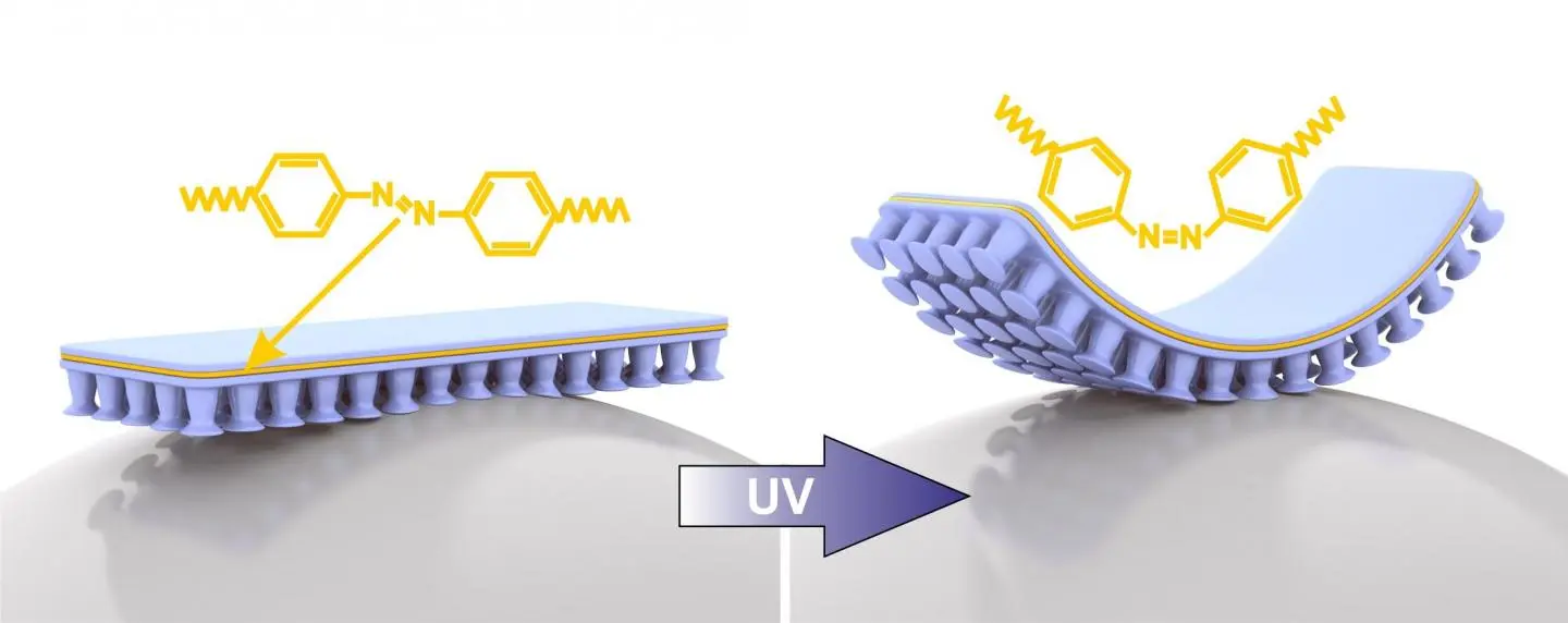The material consists of two substances: an adhesive polymer (blue) and an elastic LCE (liquid crystal elastomer) plastic (yellow)
