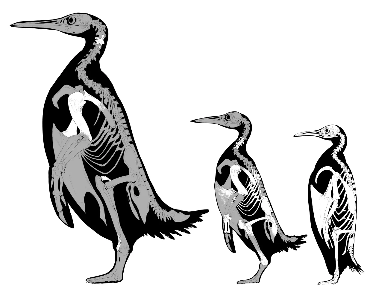 Diagrams of the size estimates of three penguin species, from left: Kumimanu fordycei, Petradyptes stonehousei and the modern emperor penguin