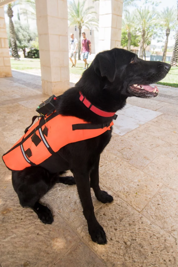 The device consists of a commercially-available mesh canine vest, that's equipped with four small vibrating motors located against the dog's back and sides