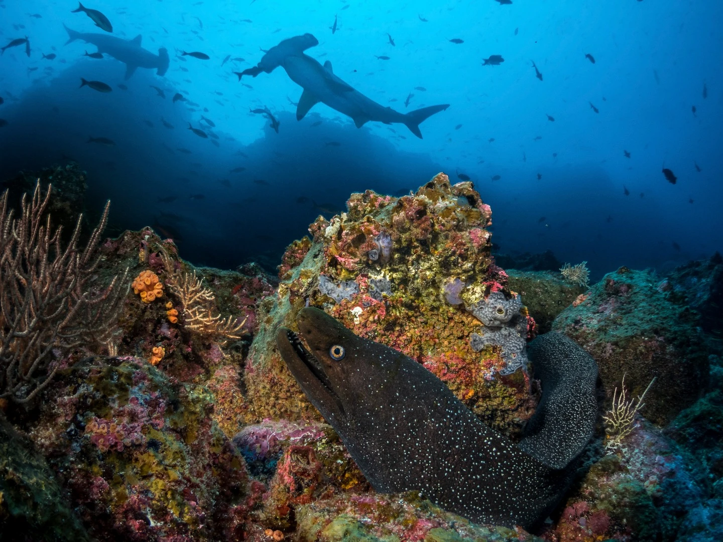 Honorable mention in the Mirrorless Wide Angle category. Moray eels hide from hunting hammerhead sharks in the Galapagos