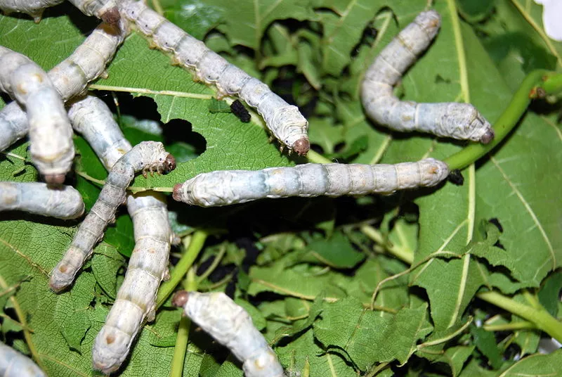 Biotech firm Sigma Life Science plans on developing genetically-modified silkworms, that will produce spider silk for use in commercial applications(Photo: Fastily)