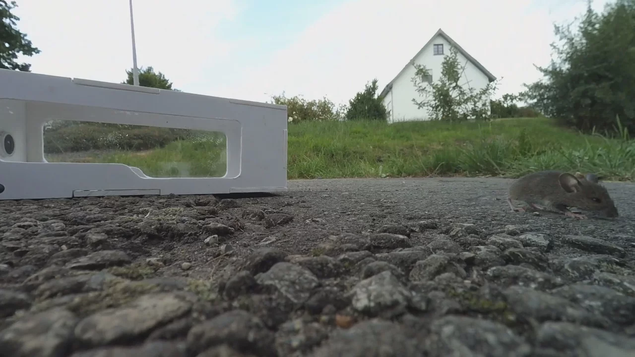The RaspiTrap sends a photo notification when the door is closed behind a trapped mouse, which can then be released a safe distance from the home