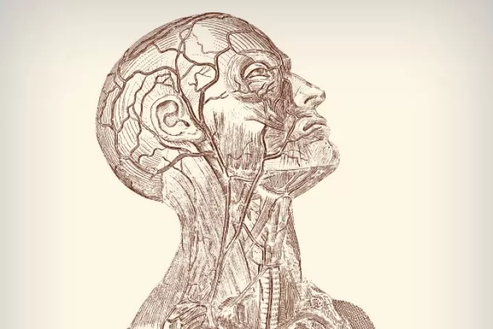 Scientists have developed a system in which a scan of the blood vessels within a person's face could be used to verify their identity (Image: Shutterstock)
