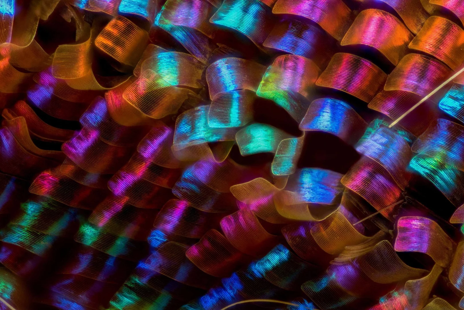 12th Place, Urania ripheus (butterfly) wing scales