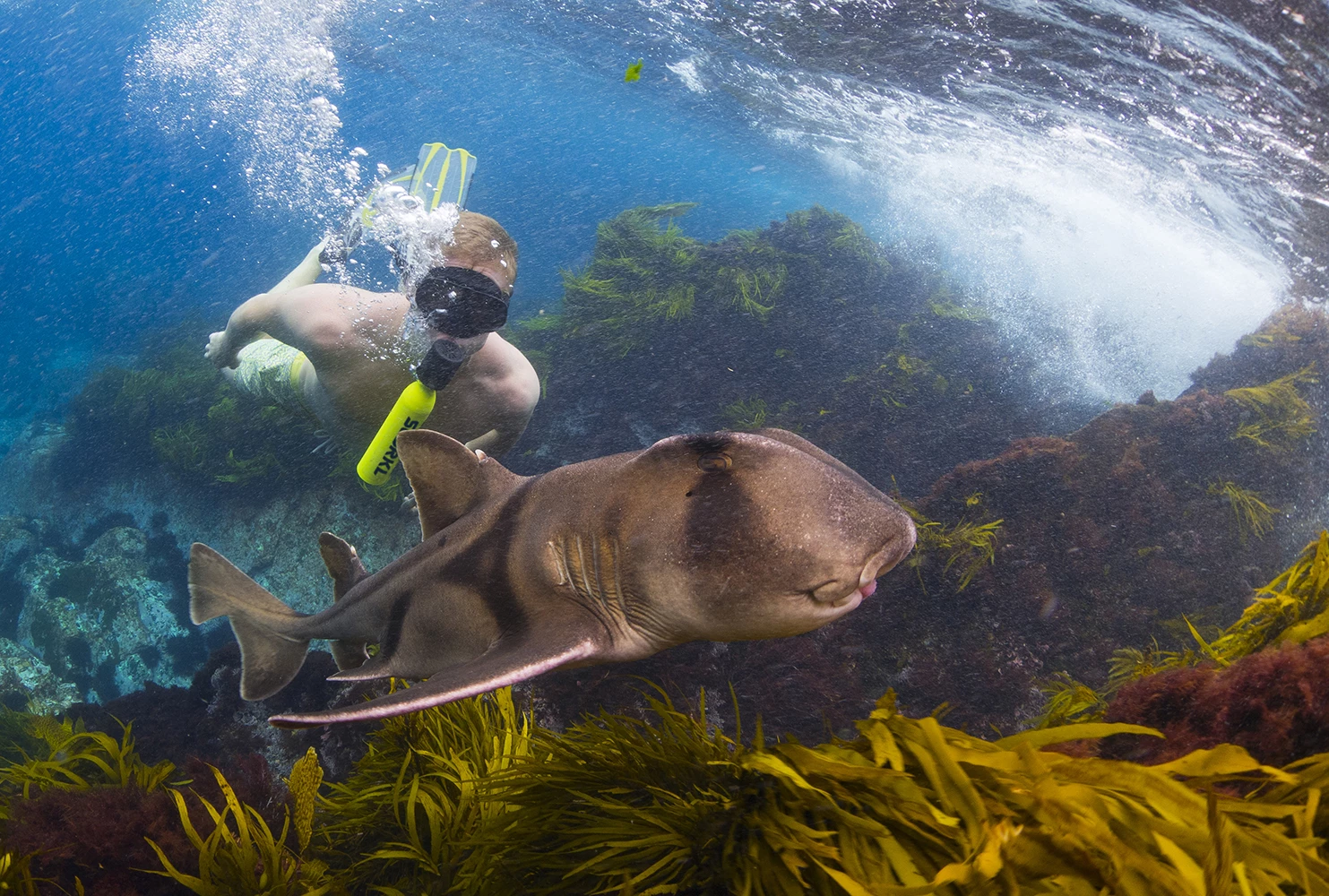 The Scorkl is a lightweight compact breathing device that enables you to breathe underwater for up to 10 minutes.
