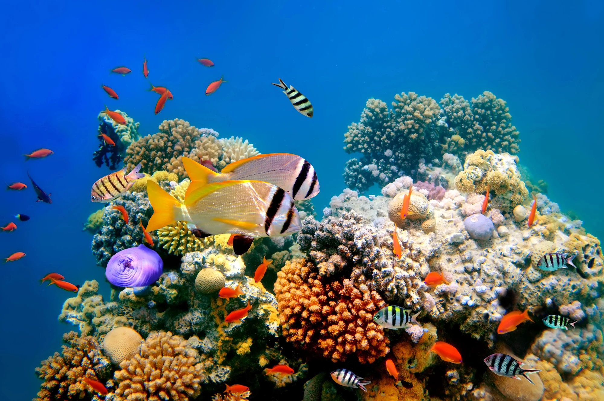 The SNAP-X gel could help attract free-swimming planktonic coral larvae to decimated reefs, ultimately restoring those reefs to a healthy state