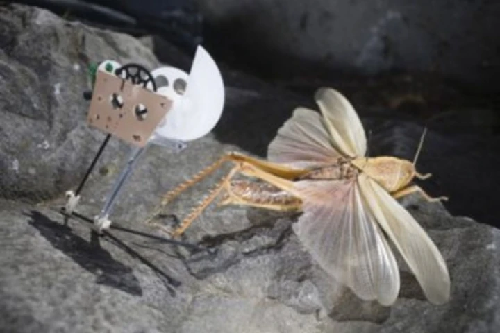 Jumping microbotPhoto: Alain Herzog/EPFL
