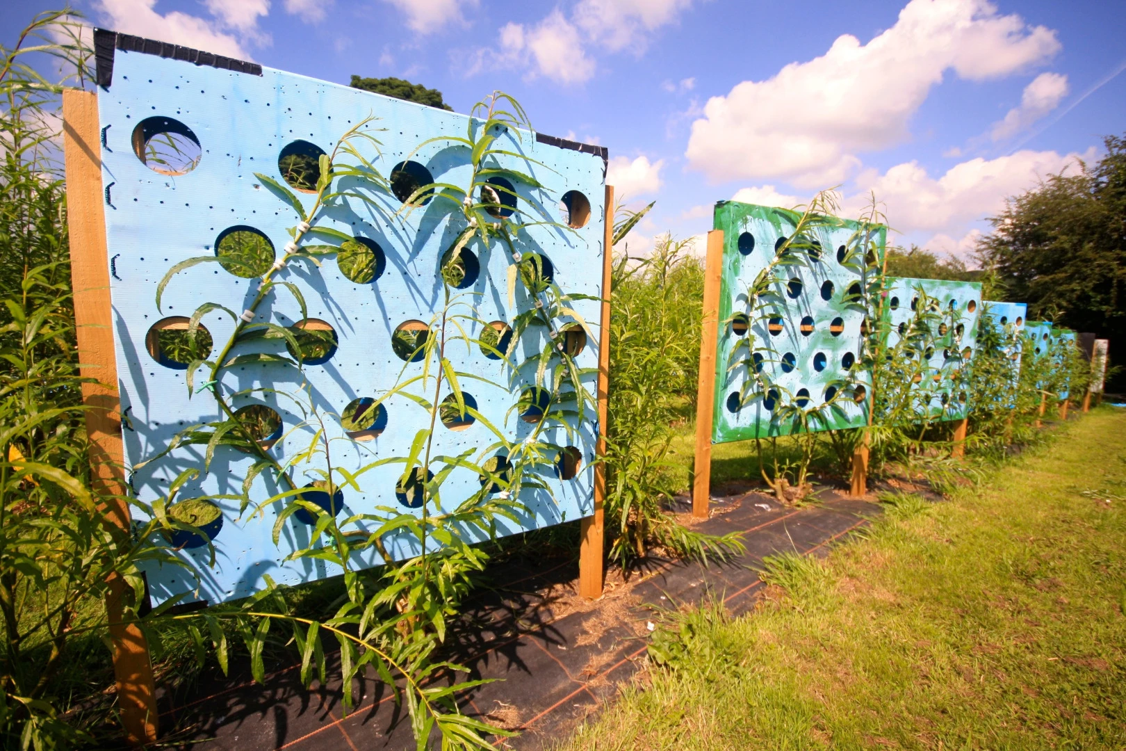 A mirror surround being grown in the field