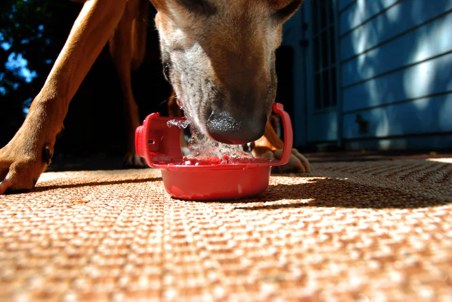 RuffBowl holds 4.5 oz. of water