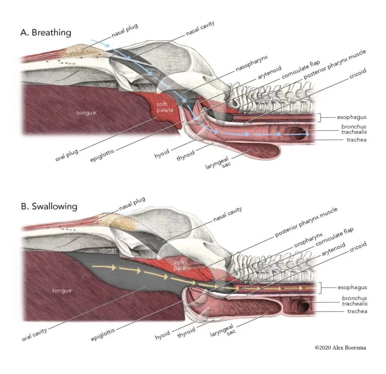 An anatomical diagram showing how the oral plug works in lunge-feeding whales