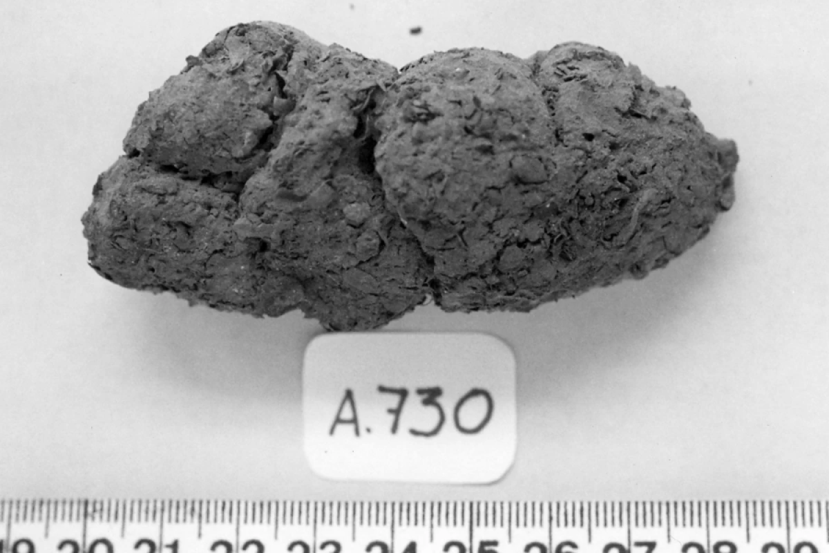A coprolite from the Furna do Estrago archeological site in northeastern Brazil