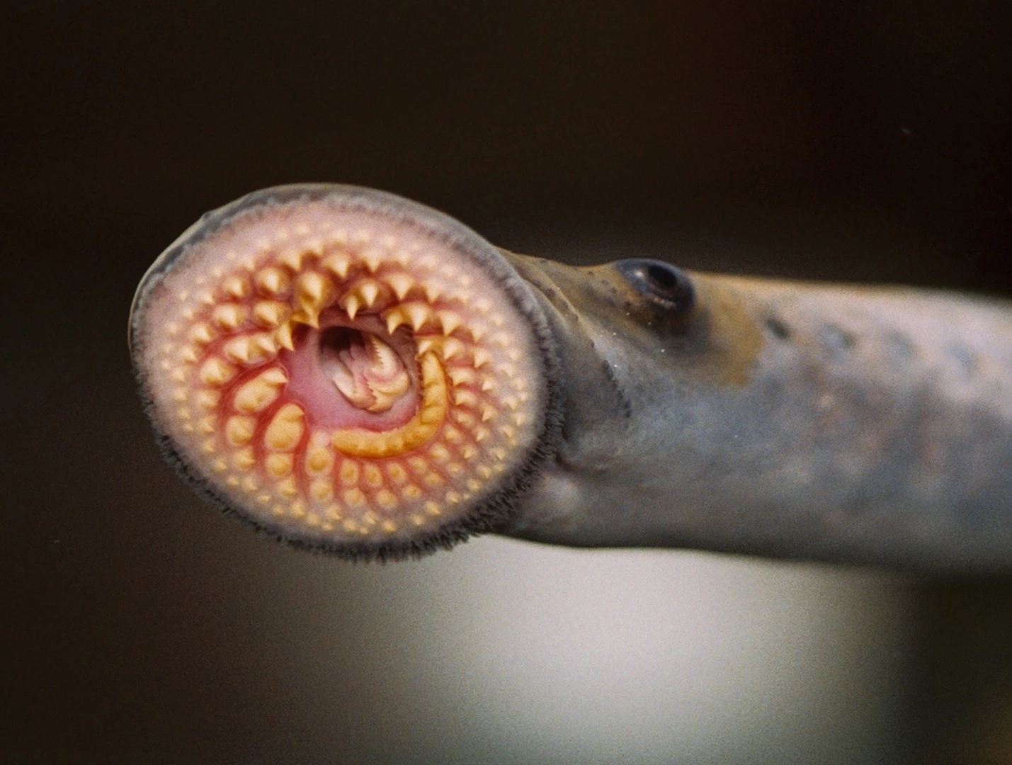 Researchers have used molecules from the lamprey's immune system to help fight brain cancer