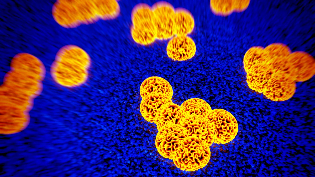 Researchers have discovered a way to lower the defenses of antibiotic-resistant bacteria, paving the way for a new class of drugs that could target superbugs, such as MSRA (Image: Shutterstock)
