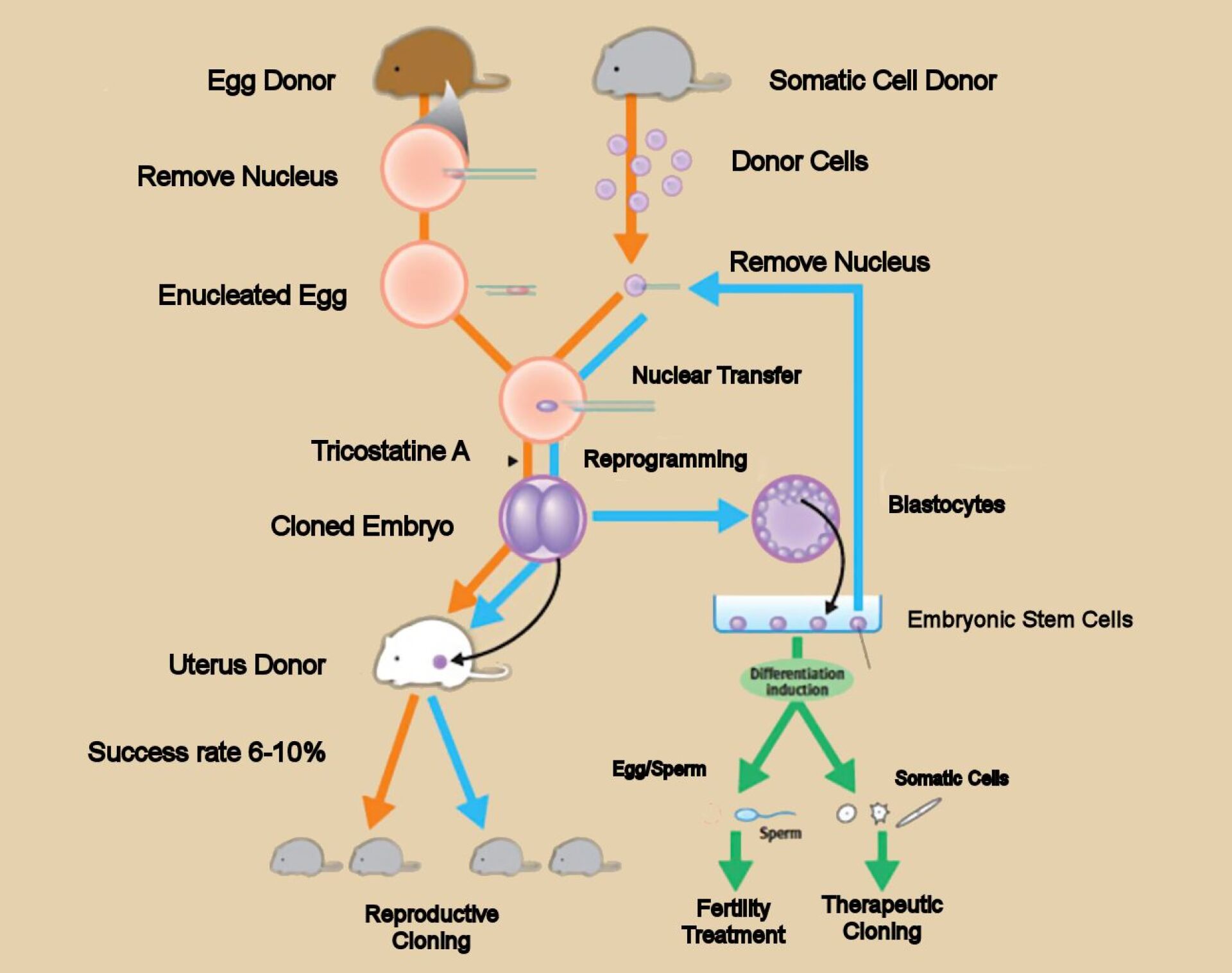 Starting with one mouse, scientists create 581 successive clones