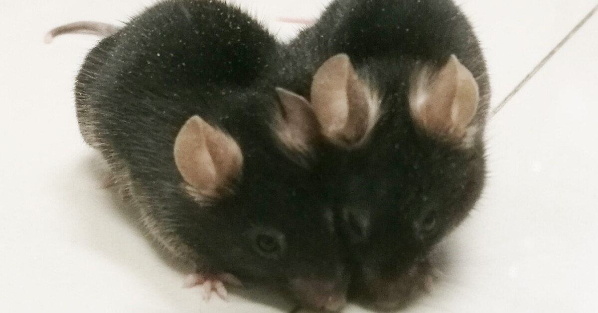 Anti-aging benefits for old mice that surgically share blood with young