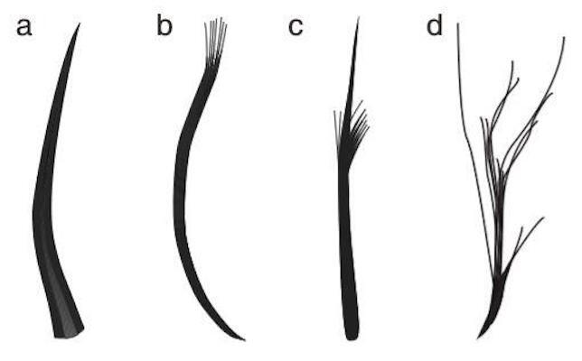 The four feather types