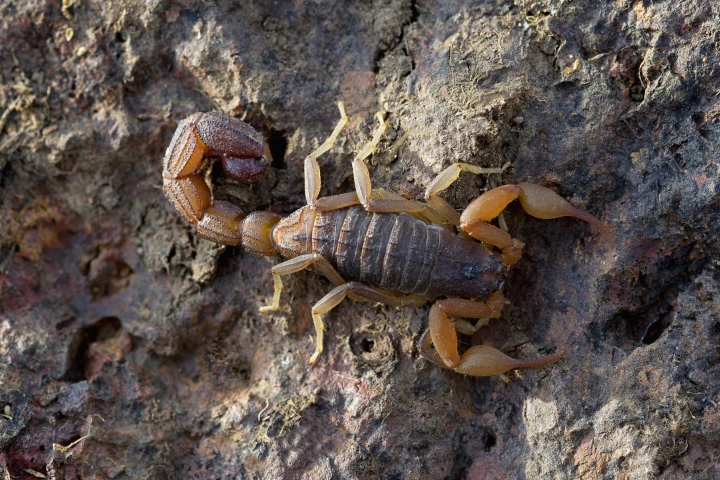 The Indian red scorpion – a good source of Tamapin