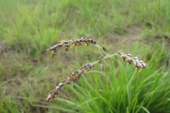 Researchers have found that a species of grass known as Alloteropsis semialata can steal genes from its neighbors to give it an evolutionary advantage