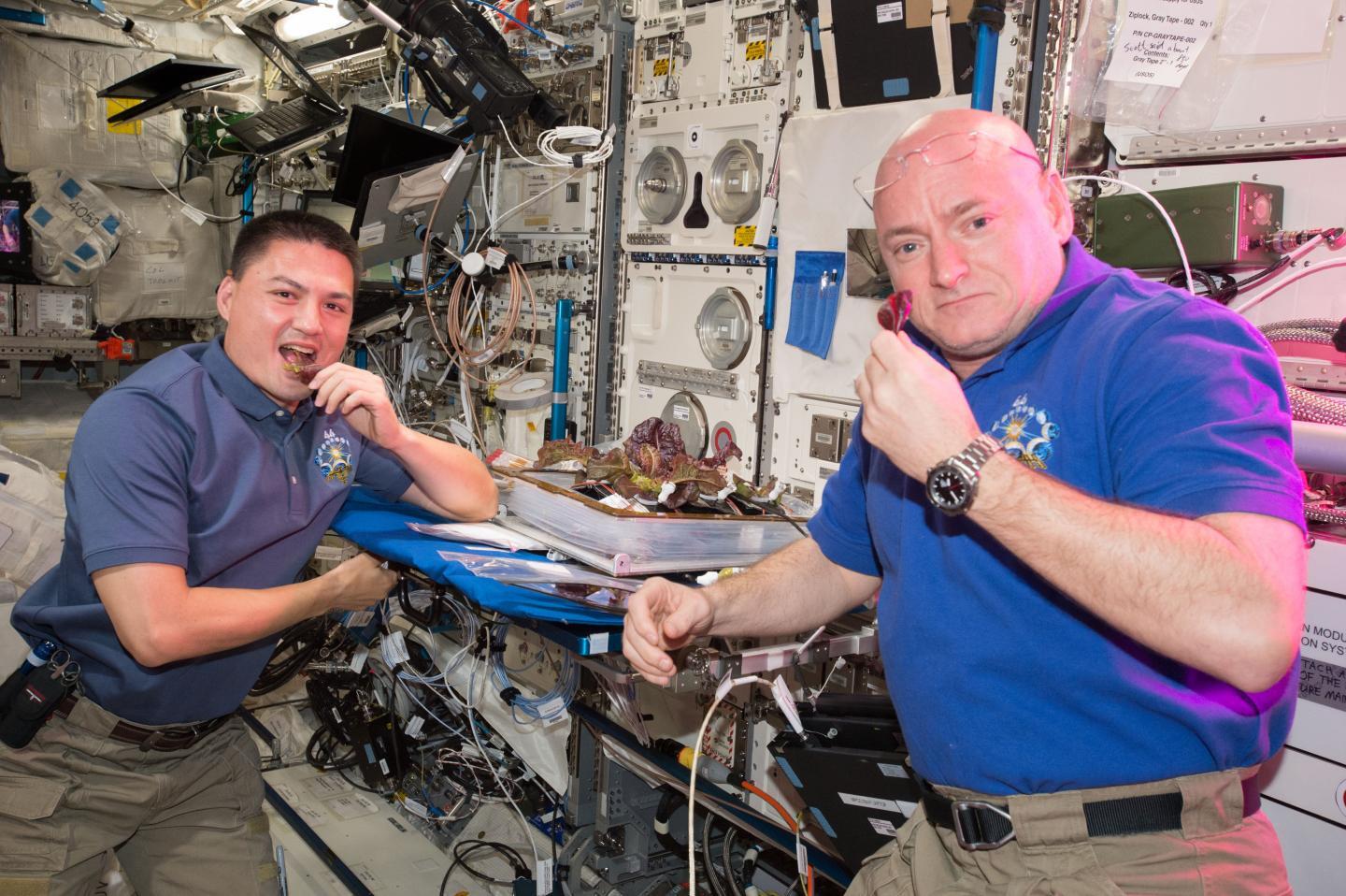 Astronauts Scott Kelly and Kjell Lindgren taste the lettuce grown onboard the ISS in August 2014