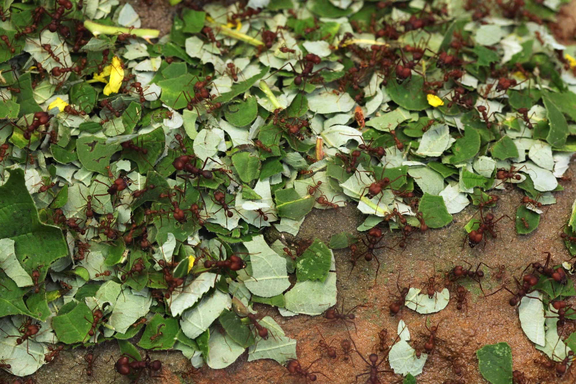 According to the University of Bath, leafcutter ants cause an estimated US$8 billion of damage each year to eucalyptus forestry in Brazil alone