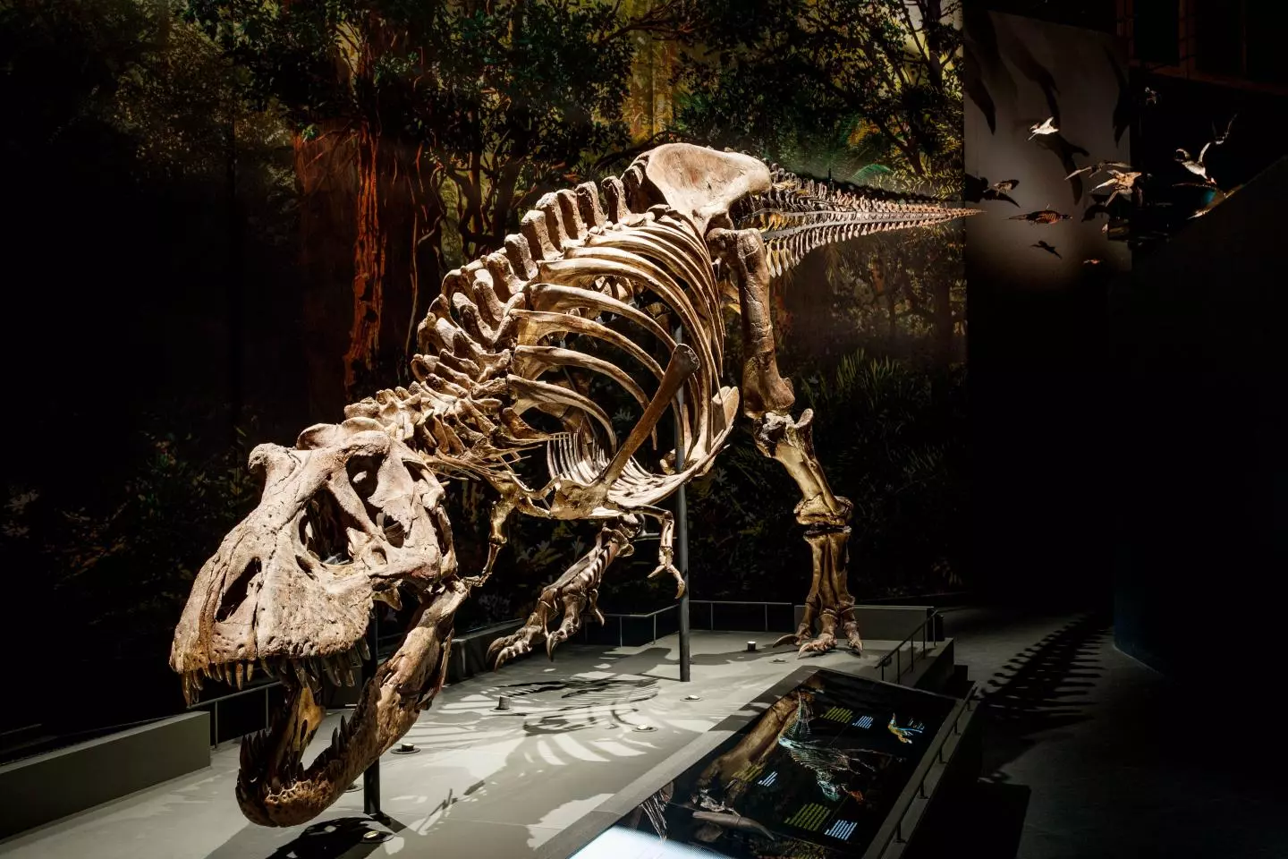 The model was based on the skeleton of "Trix," an adult female Tyrannosaurus rex