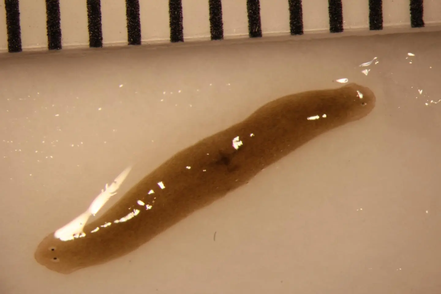 Meet the two-headed flatworm from space