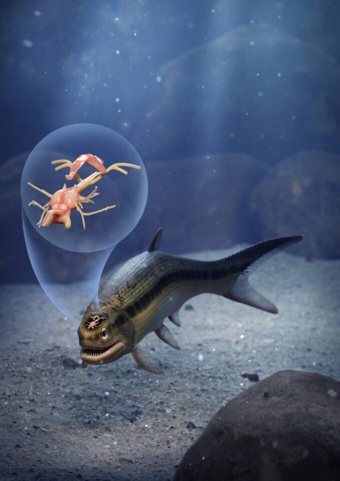 Artist impressions of Coccocephalus wildi highlight Unusua