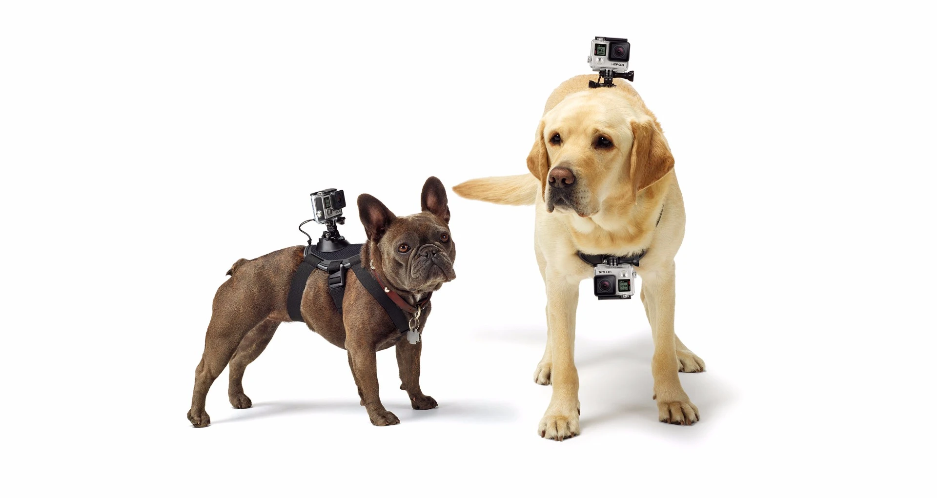 The GoPro Fetch can be mounted to the back or chest of a dog