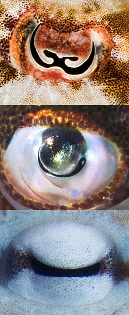 The oddly shaped pupils of a cuttlefish, squid and octopus from top to bottom