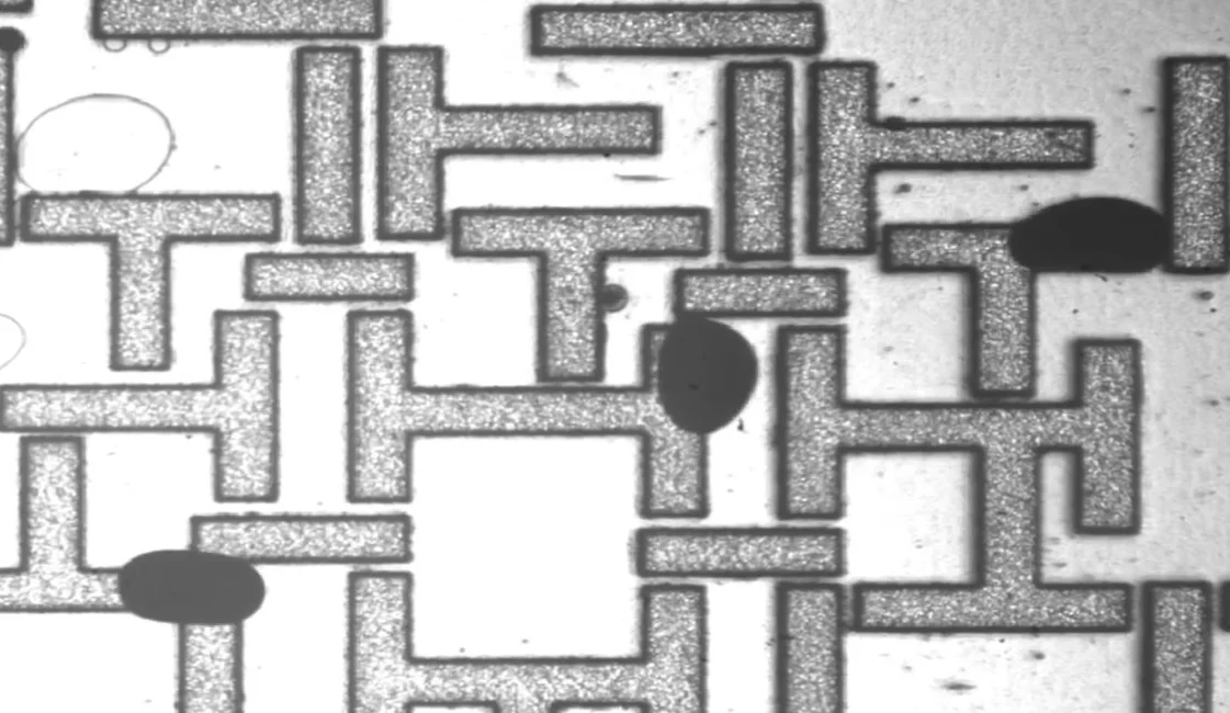 Looking like little Pac-men running about a maze are the nanoparticle-infused water droplets