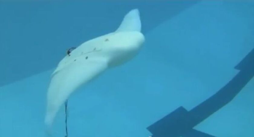 The robotic ray "flies" through the water just like a real one