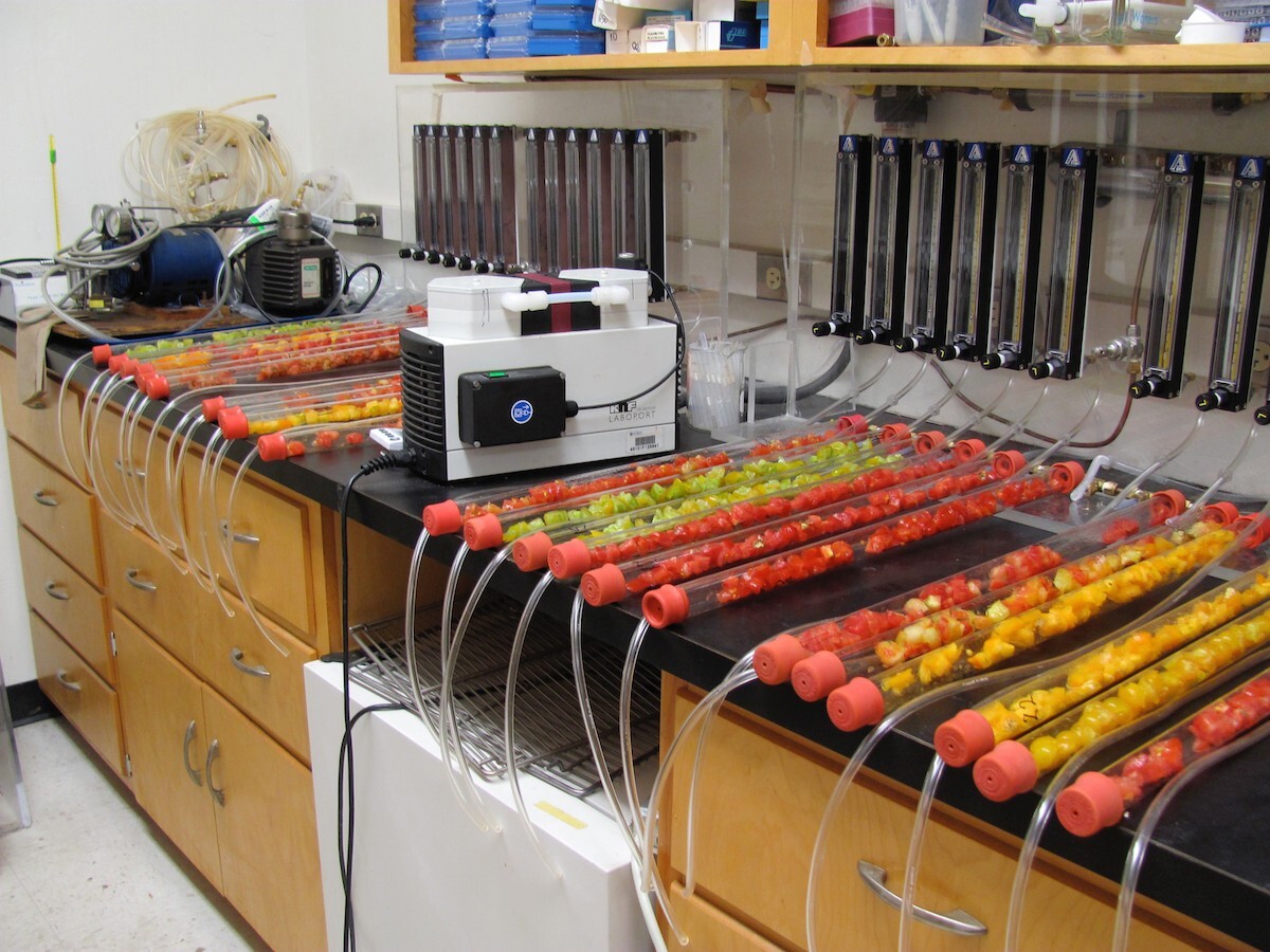 The UF researchers analyzed the compounds found in tomatoes to find which ones are associated with certain "tasty" chemicals and sugars