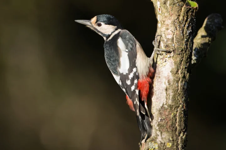 A new study has found a build-up of tau proteins in the brains of woodpeckers – a marker normally associated with brain damage