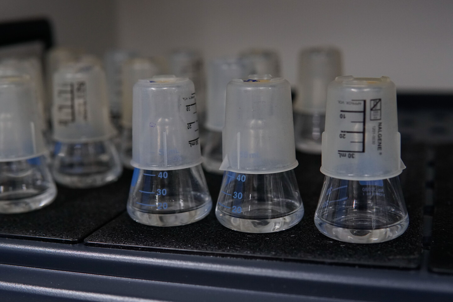 Phages, entrained and untrained, are opposed to bacteria in vials in the laboratory