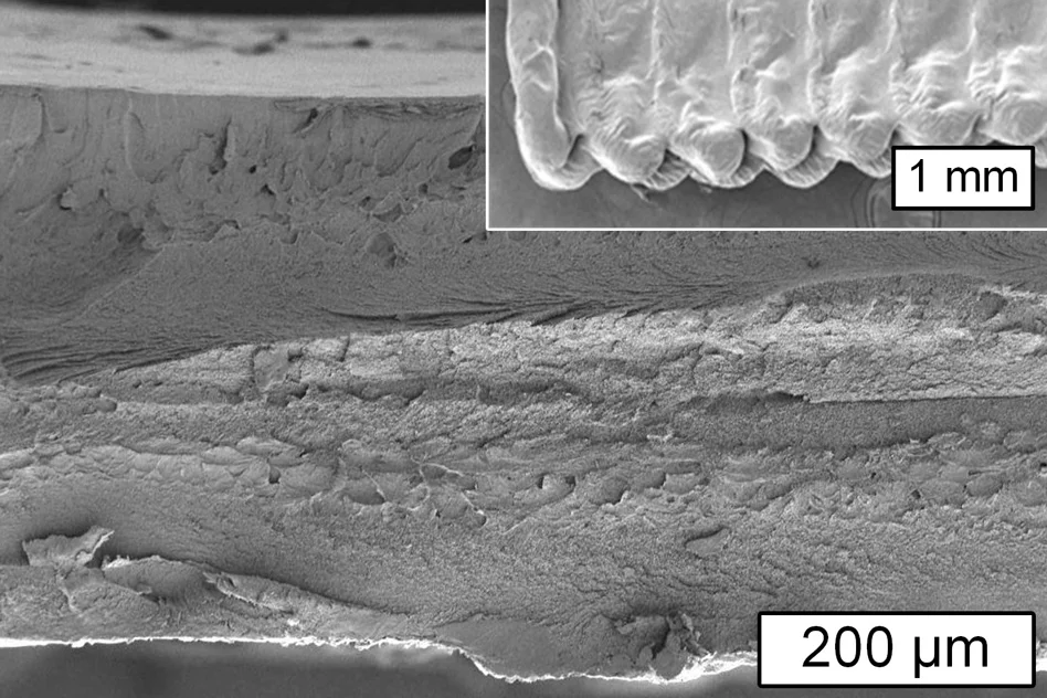 This image from a scanning electron microscope shows a cross section of an object printed using cellulose and the inset shows the surface of the object
