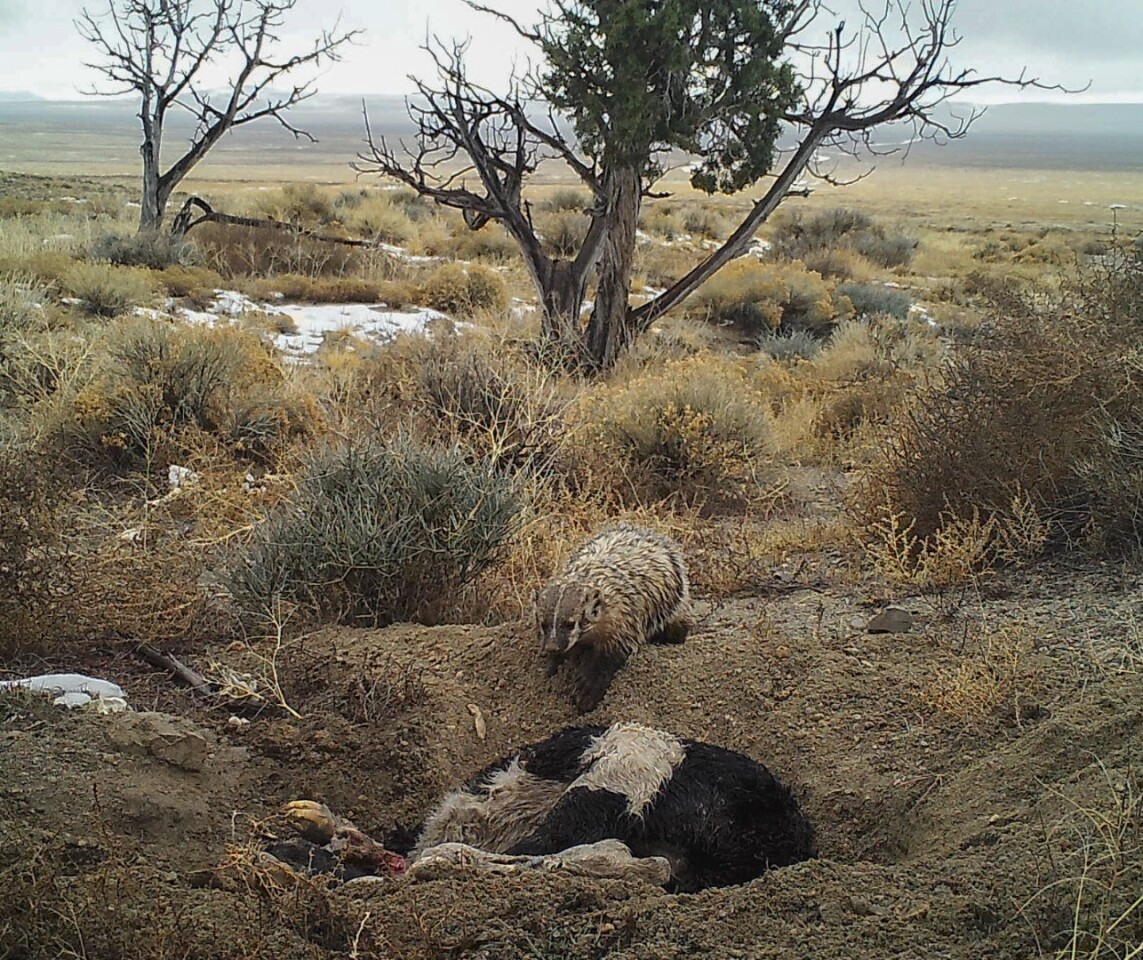 The photos revealed the badger dug around and beneath the 50-pound carcass (23 kg), burying it over the course of five days