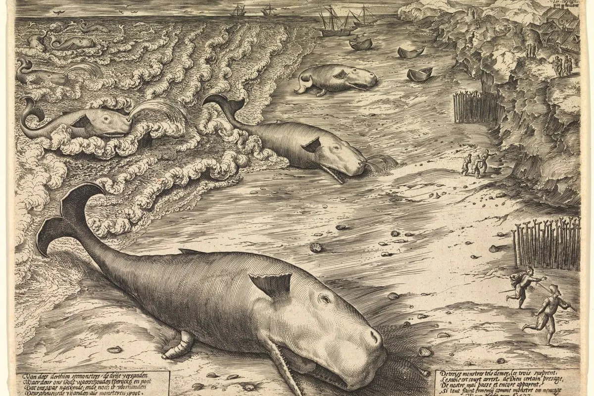 An etching from 1577 shows three beached Sperm Whales, highlighting the long history of whales beaching themselves