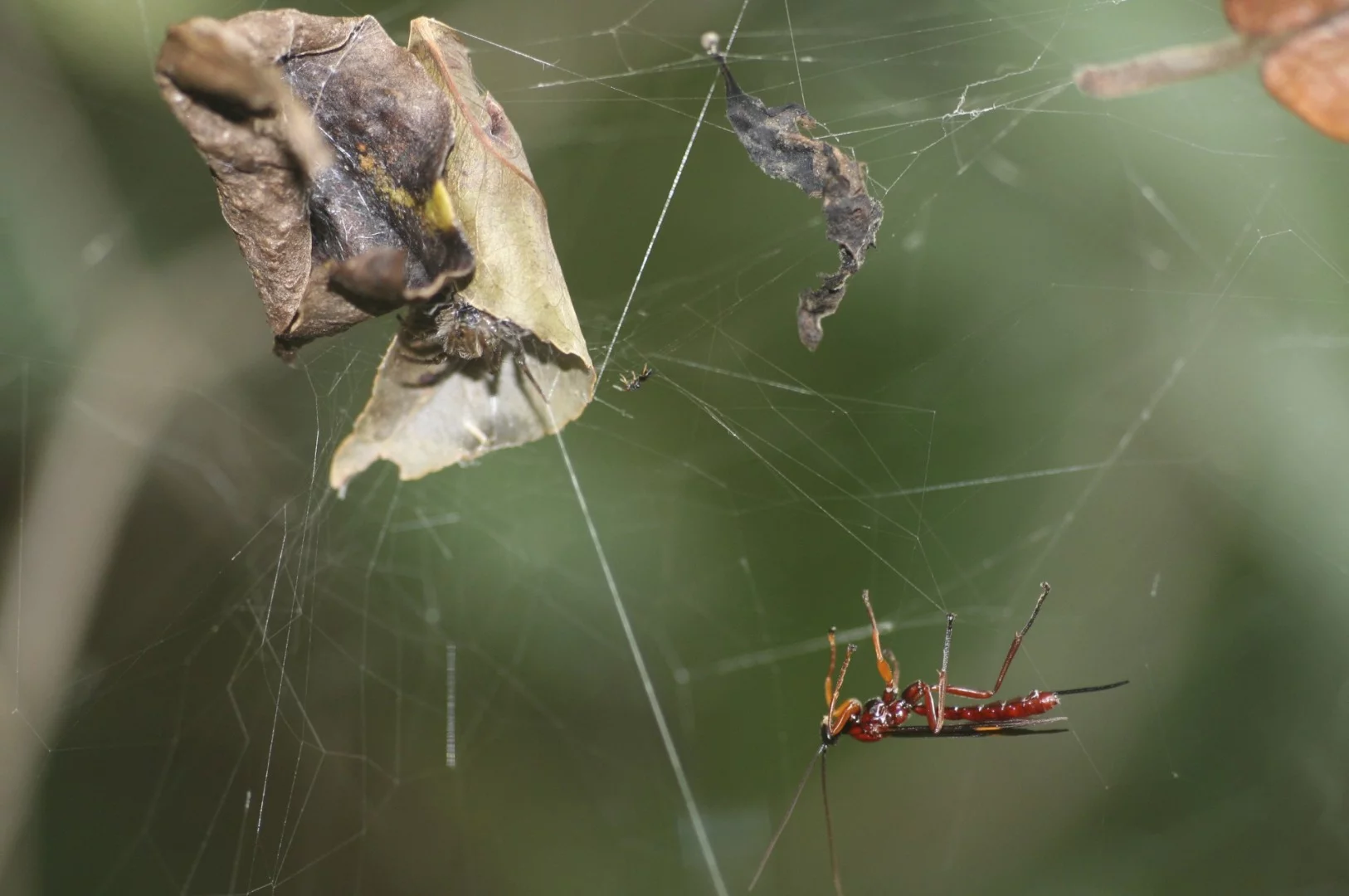 A parasitic wasp prepares to attack a spider, in order to "zombify" it
