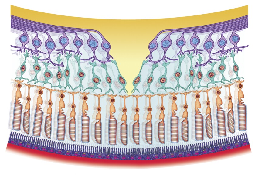 Cross-sectional diagram of the retinal tissue - light is incident on the top yellow surface - striped comb-like cells are the photoreceptor rods and cones - the green cells are bipolar cells which transfer signals from the rods and cones to the blue ganglionic cells, which then connect the signals to the optic nerve (Image: Shutterstock)