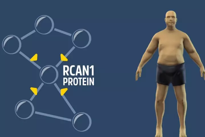 Future medications may be able to treat obesity by silencing a gene known as RCAN1 (Regulator of Calcineurin1)